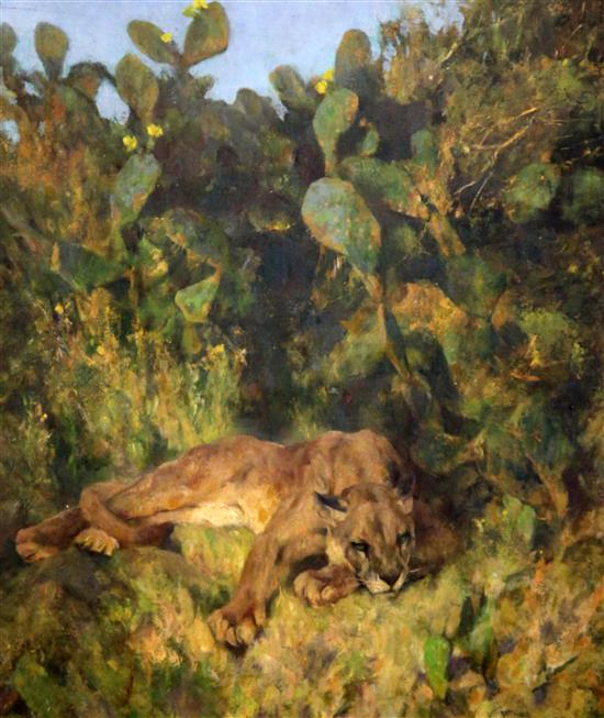 § Arthur Wardle R.I., R.B.C. (1864-1949) Mountain lion sleeping beneath cacti 18.5 x 15.5in.